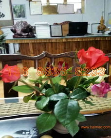 綠意常伴，花期綿長(zhǎng)——揭秘高品質(zhì)宿根草花供應(yīng)商的挑選智慧