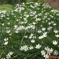 2024年金邊玉簪價(jià)格、圖片、產(chǎn)地與報(bào)價(jià)全解析